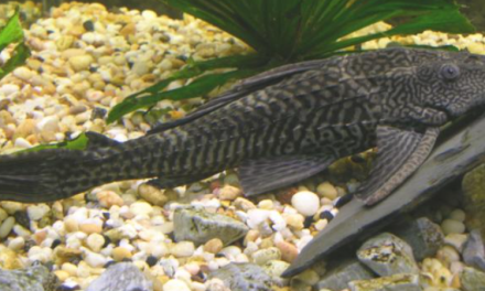 Ikan Sapu Sapu Jadi Indikator Pencemaran Lingkungan