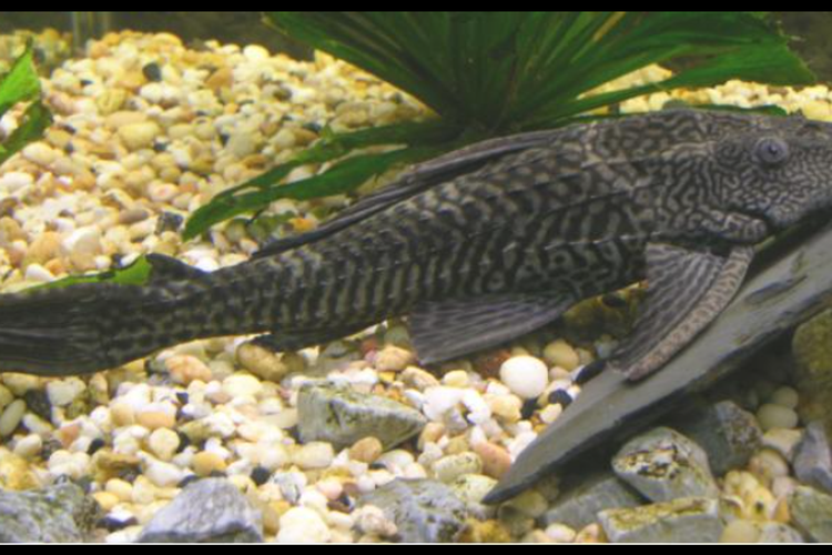 Ikan Sapu Sapu Jadi Indikator Pencemaran Lingkungan