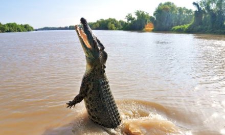 Bahaya Buaya Dan Cara Aman Menghadapinya