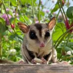 Cara Merawat Sugar Glider Agar Sehat Dan Jinak
