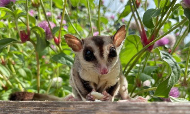 Cara Merawat Sugar Glider Agar Sehat Dan Jinak