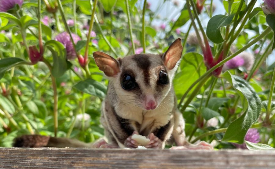 Cara Merawat Sugar Glider Agar Sehat Dan Jinak