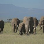 Gajah Rahman: Kisah Dan Peran Pentingnya Di Konservasi Satwa