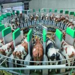 Strategi Sukses Budidaya Sapi Modern Dengan Teknologi Digital