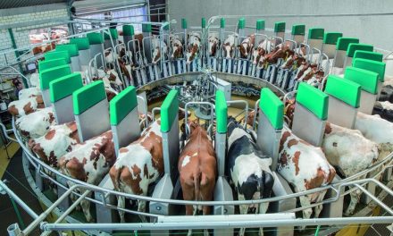 Strategi Sukses Budidaya Sapi Modern Dengan Teknologi Digital