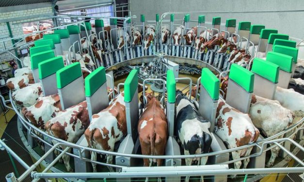 Strategi Sukses Budidaya Sapi Modern Dengan Teknologi Digital
