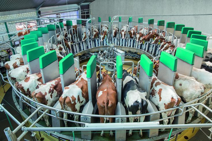 Strategi Sukses Budidaya Sapi Modern Dengan Teknologi Digital