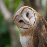 Burung Langka Indonesia: Mengenal Satwa Yang Perlu Dilindungi