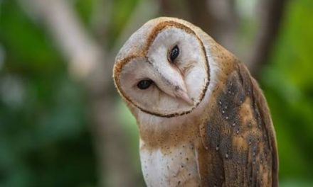 Burung Langka Indonesia: Mengenal Satwa Yang Perlu Dilindungi