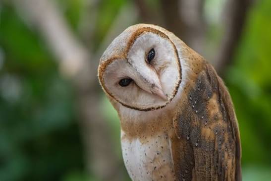 Burung Langka Indonesia: Mengenal Satwa Yang Perlu Dilindungi