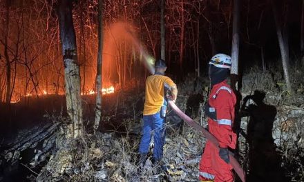 Kebakaran: Ancaman Hutan, Satwa, Dan Kehidupan Masyarakat