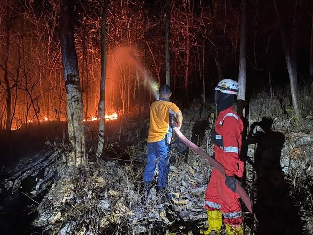 Kebakaran: Ancaman Hutan, Satwa, Dan Kehidupan Masyarakat