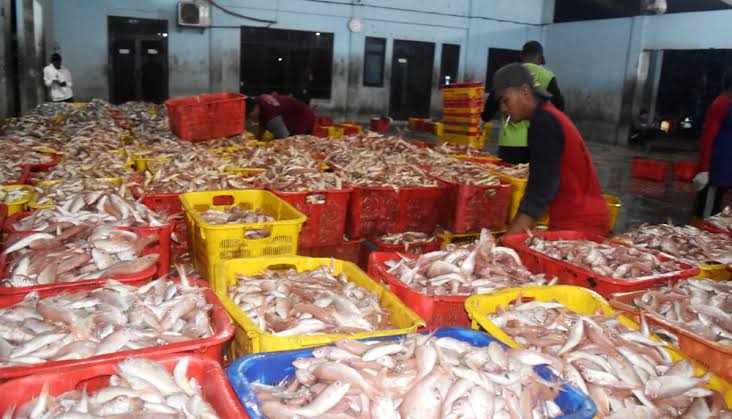 Perikanan: Potensi Produksi Pangan Dari Lingkungan Perairan