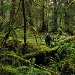 Kekayaan Alam Hutan Tropis, Tantangan Pelestarian Ekosistem
