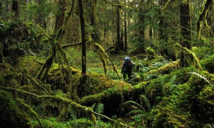 Kekayaan Alam Hutan Tropis, Tantangan Pelestarian Ekosistem