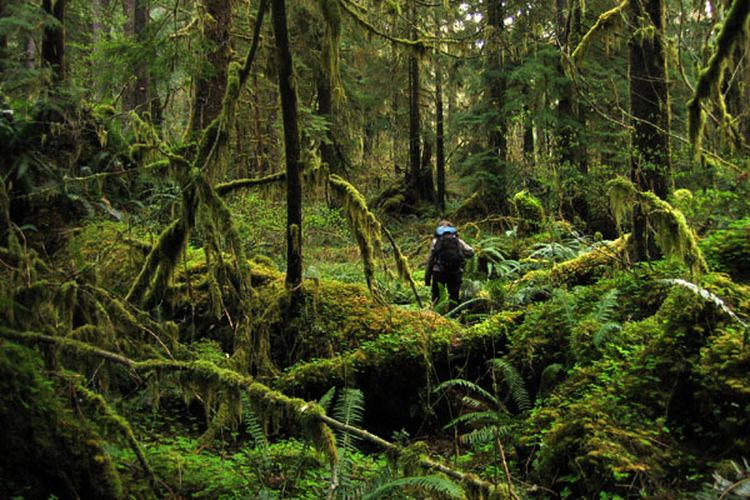 Kekayaan Alam Hutan Tropis, Tantangan Pelestarian Ekosistem